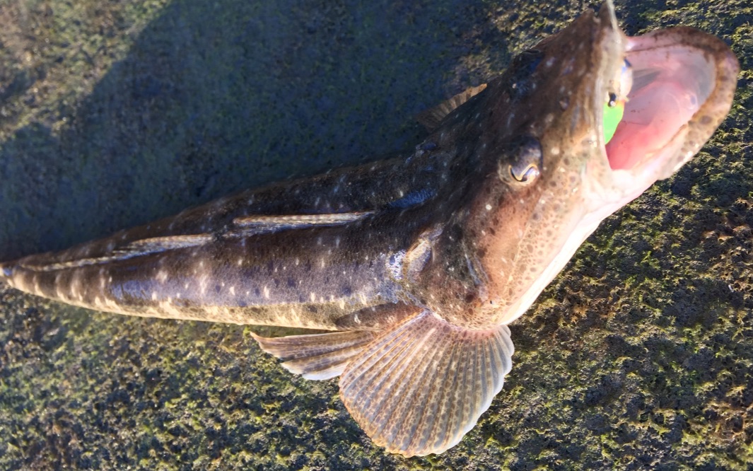 悉尼港湾看日落,顺便软虫路亚牛鳅,漂亮的风景,刺激的牛鳅,足以