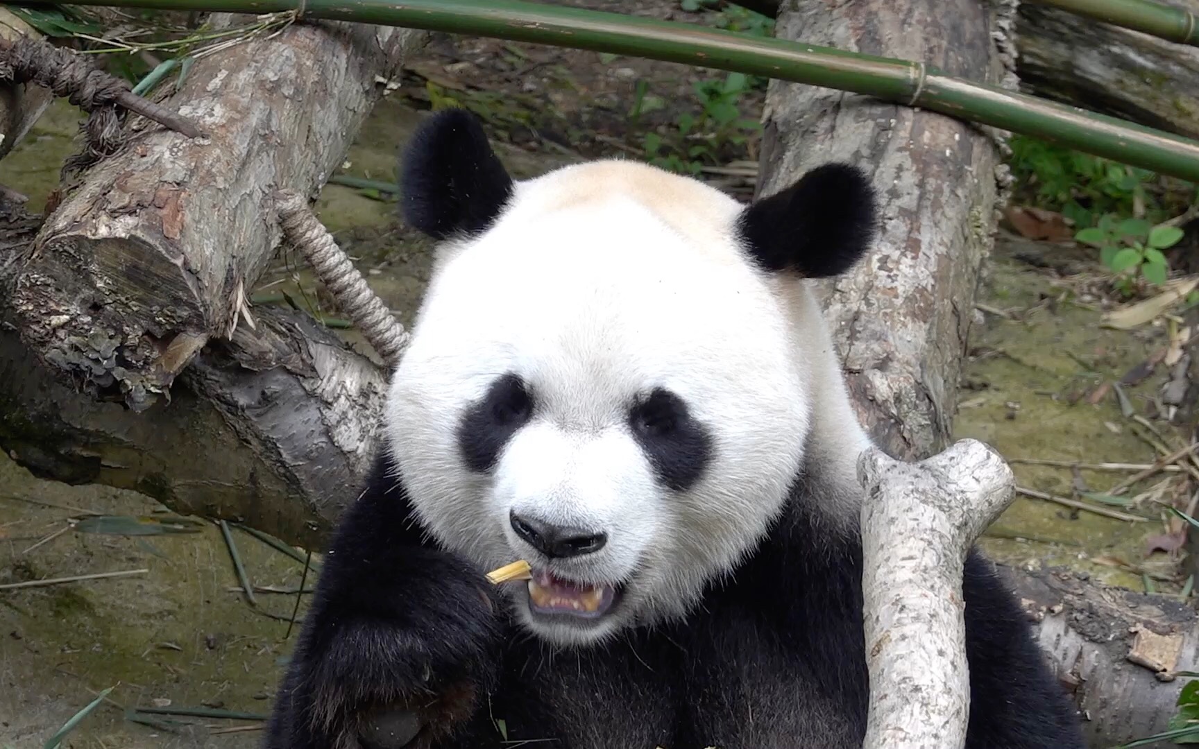 大熊猫星宝对待吃饭这件事星宝儿特别认真