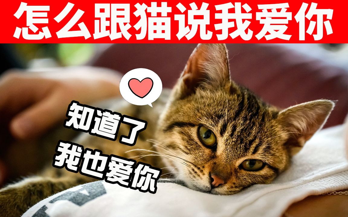 10种跟猫说“我爱你”的方法,用猫能理解的方式,让猫知道你爱它! 【猫咪行为学EP2】哔哩哔哩bilibili