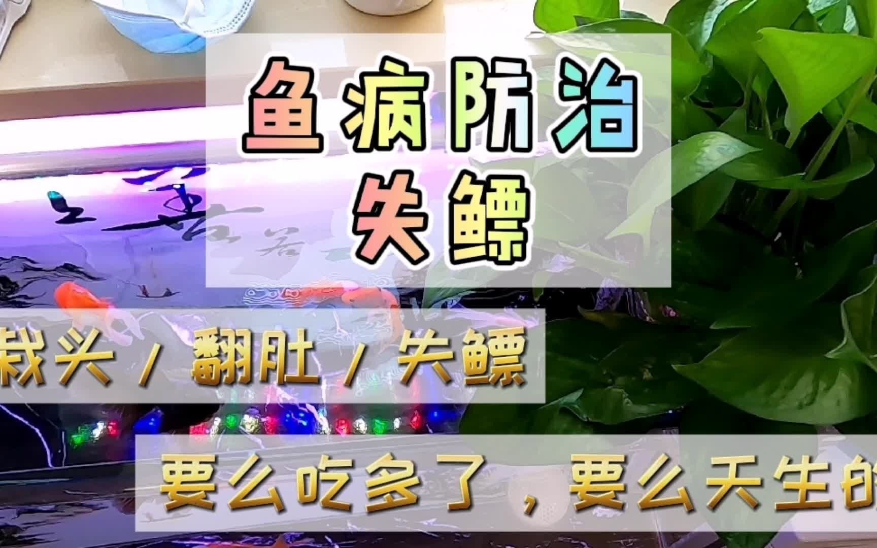养鱼笔记1季71集:观赏鱼出现失鳔、栽头、翻肚和浮头,就这么办哔哩哔哩bilibili
