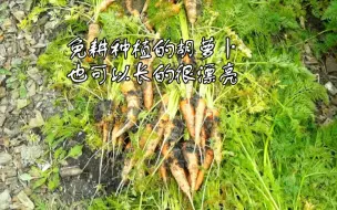 Download Video: 谁说胡萝卜一定要起垄才能种植的？