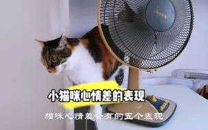 Download Video: 小猫咪心情差的五个表现！