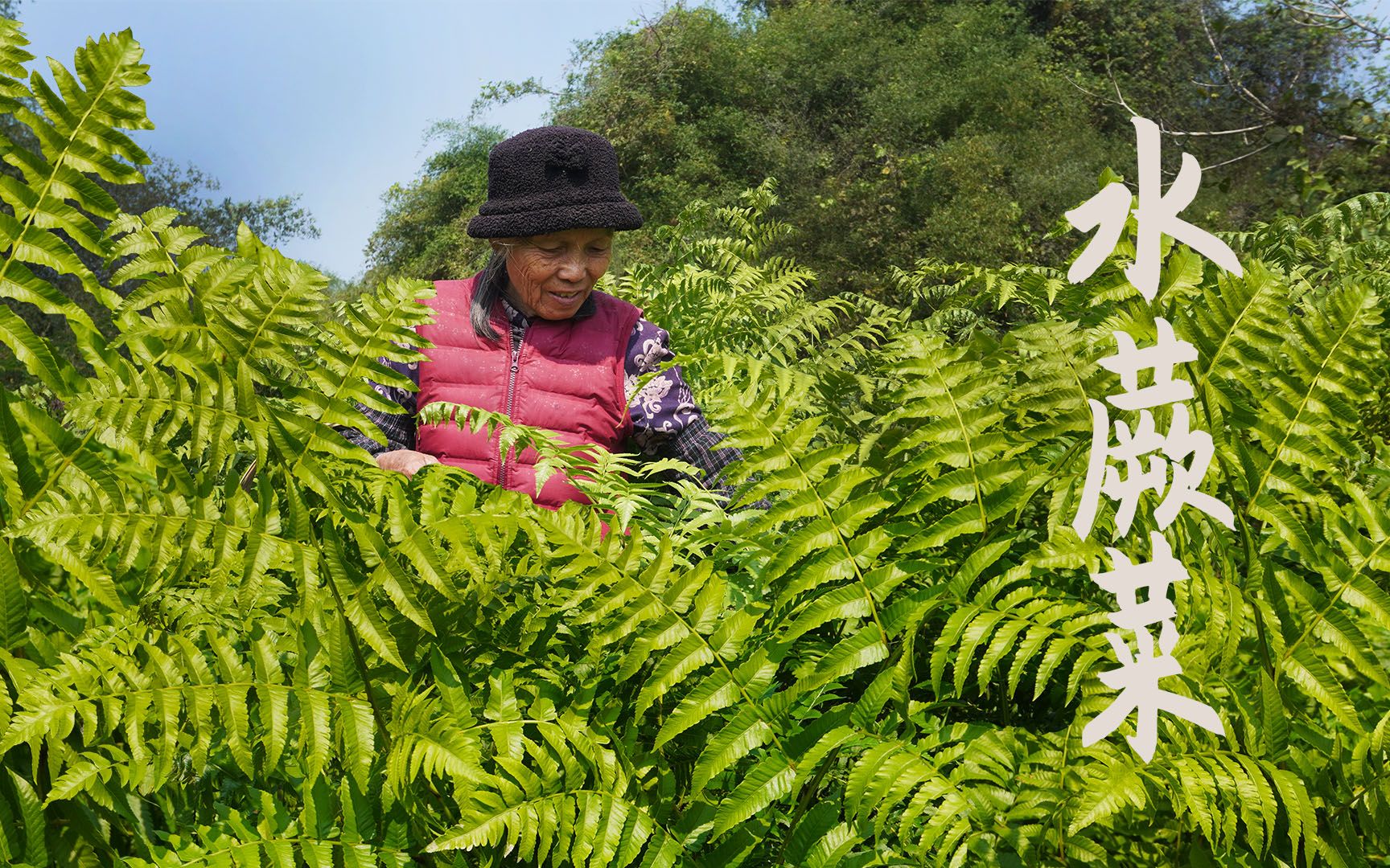 [图]被忽视的野外美食，有人当它绿植观赏，有人丢它锅里炒香