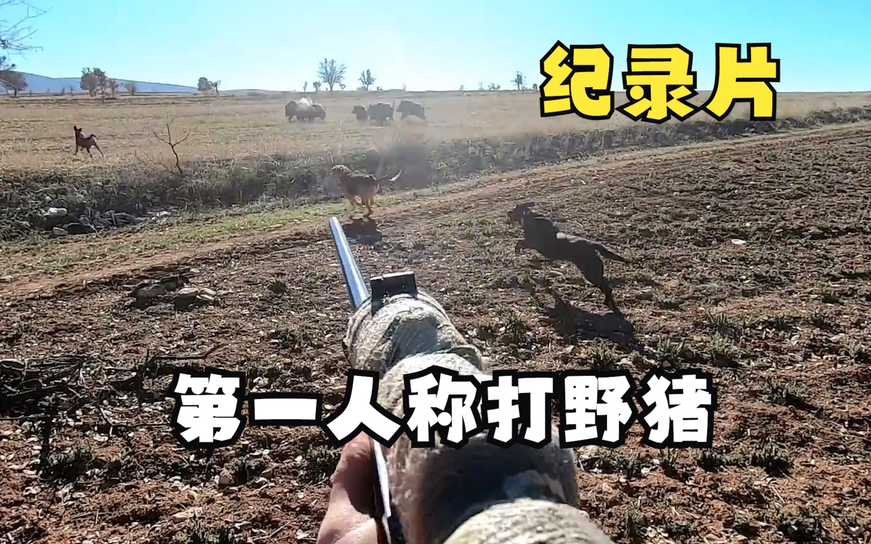 纪录片:国外野猪泛滥,猎人第一人称带着猎狗包抄围猎野猪?