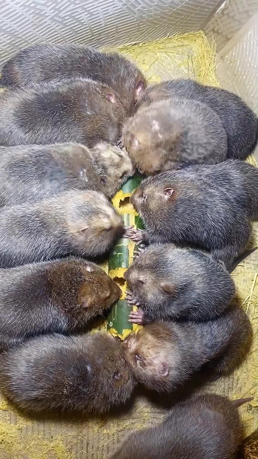 竹鼠啃竹子的画面真的太可爱了