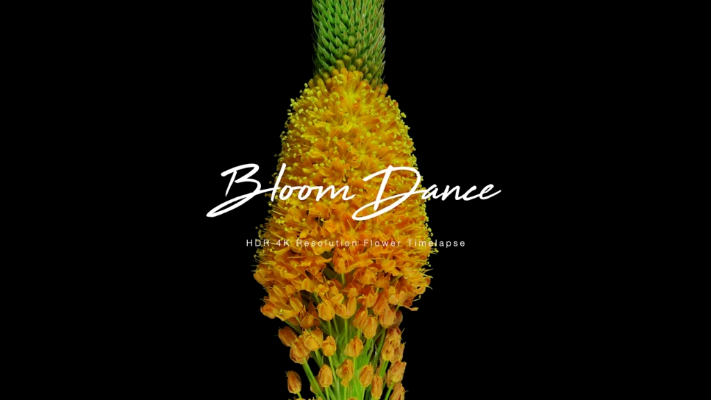 [图]延时拍摄的50种花卉Bloom Dance : HDR 4K Flower Timelapse （50種類の花の開花映像）