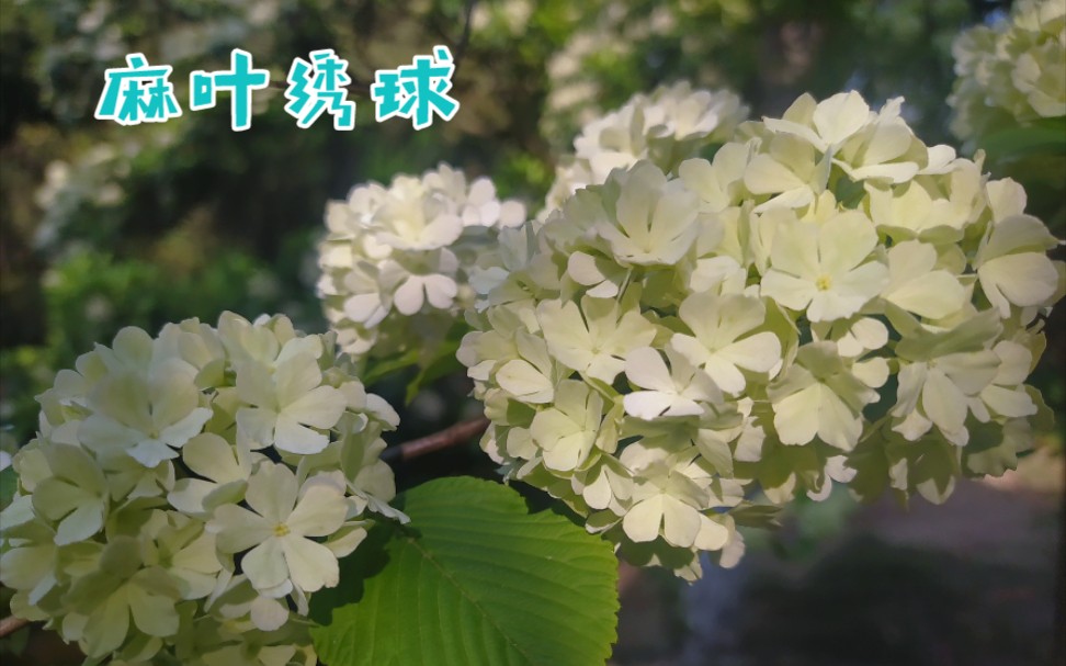 【清丽俊逸之麻叶绣球】【Spiraea cantoniensis Lour.】哔哩哔哩bilibili