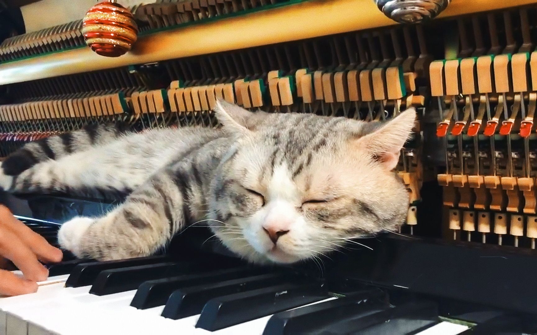 钢琴十级小猫咪haburu-最爱的摇篮曲-best lullaby for meow