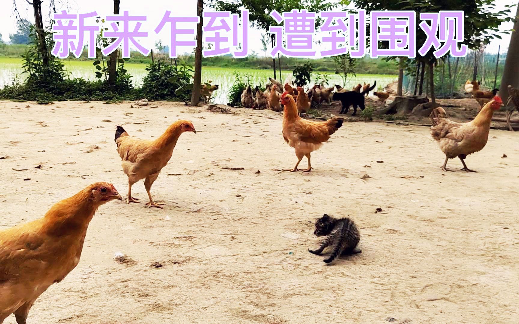 小奶猫幼崽刚入新环境  鸡狗 猫 都上来围观