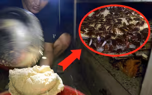 再访蟑螂养殖基地，见证如何给几百万只小强喂食