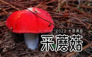 Download Video: 红橙黄绿青蓝紫，它们都是红菇！