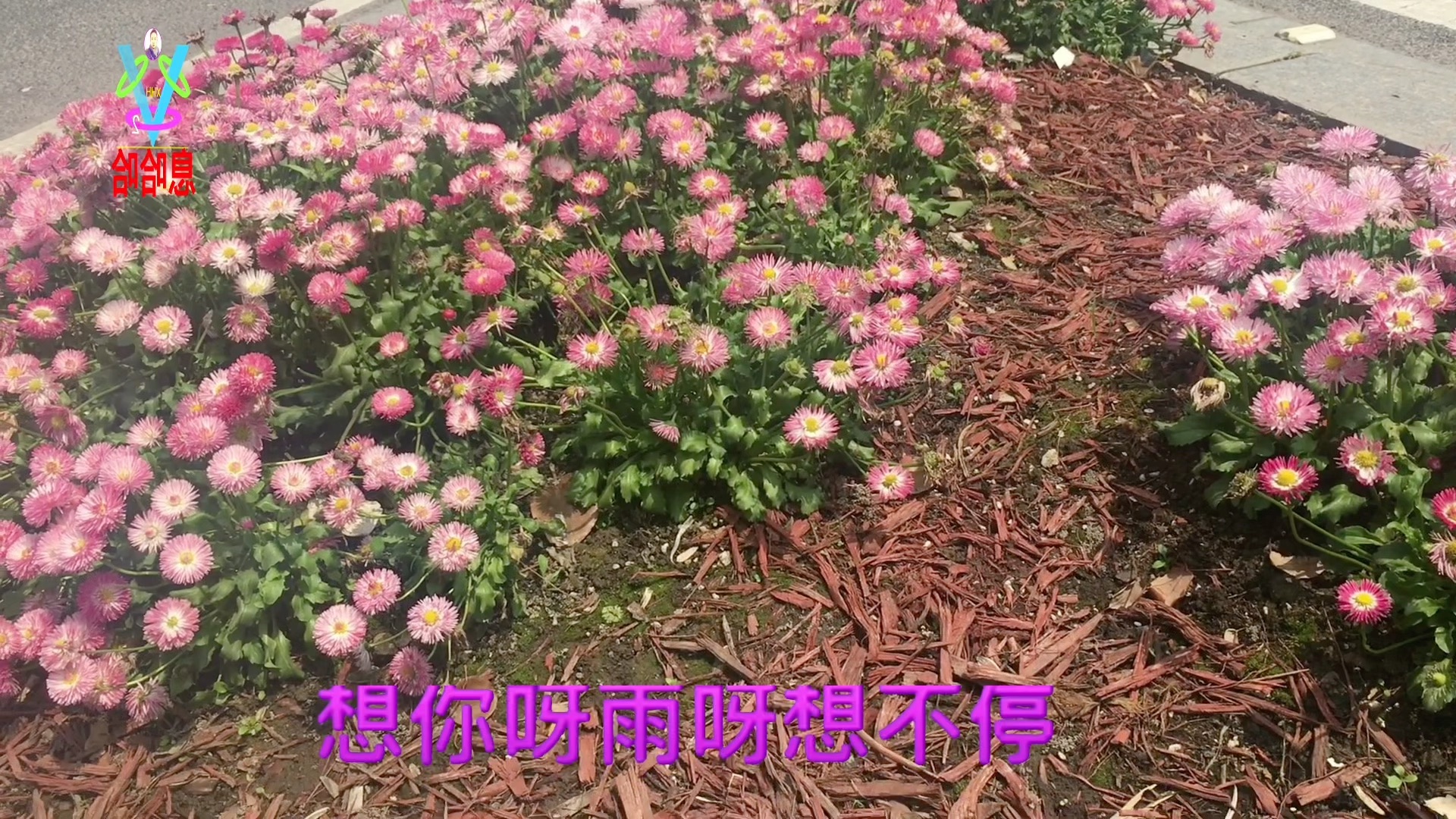 [图]赏花听歌 一首《旧梦》歌曲展播 百花盛开