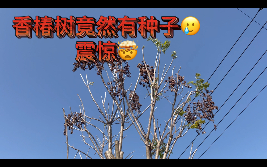 [图]第一次看到香椿树的种子，太震惊了