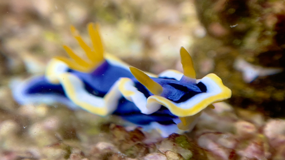 chromodoris annae 安娜多彩海蛞蝓 展示