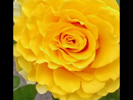 小清新风格花朵!
