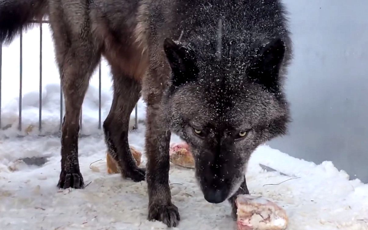 喂狼吃肉,它凶狠地盯着我
