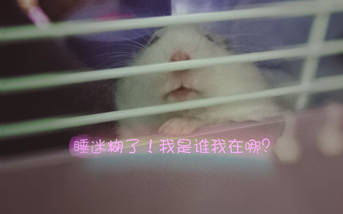 【仓鼠】你看不出来我是一只睡懵了的仓鼠吗?哎?我是谁?我在哪?