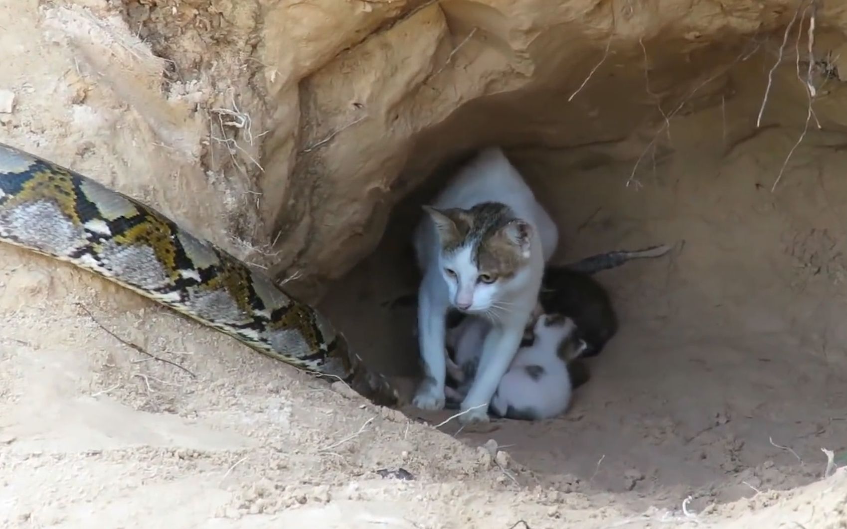 蟒蛇袭击猫窝,母猫无力保护逃跑,结局却很解气