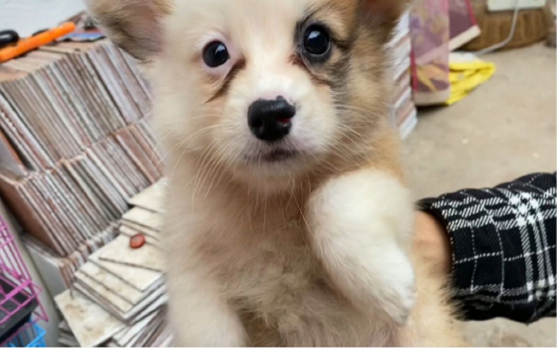 粉丝福利了,海盗脸柯基非常的有特点,三针疫苗齐全到家就能遛!