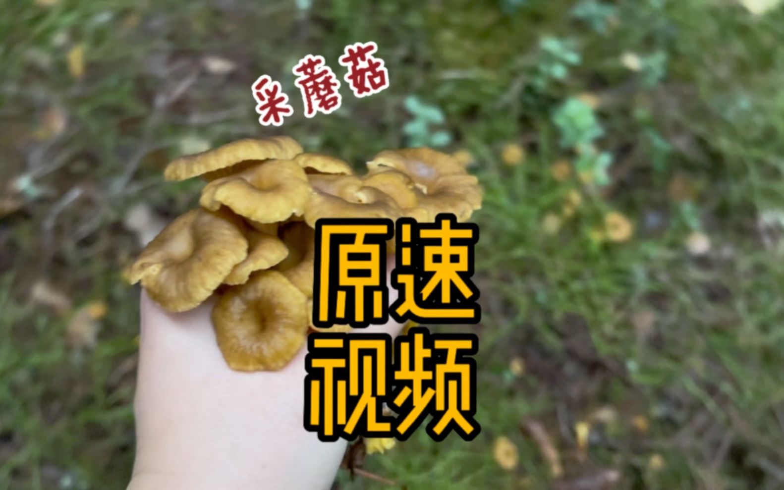 原速采蘑菇视频!哔哩哔哩bilibili