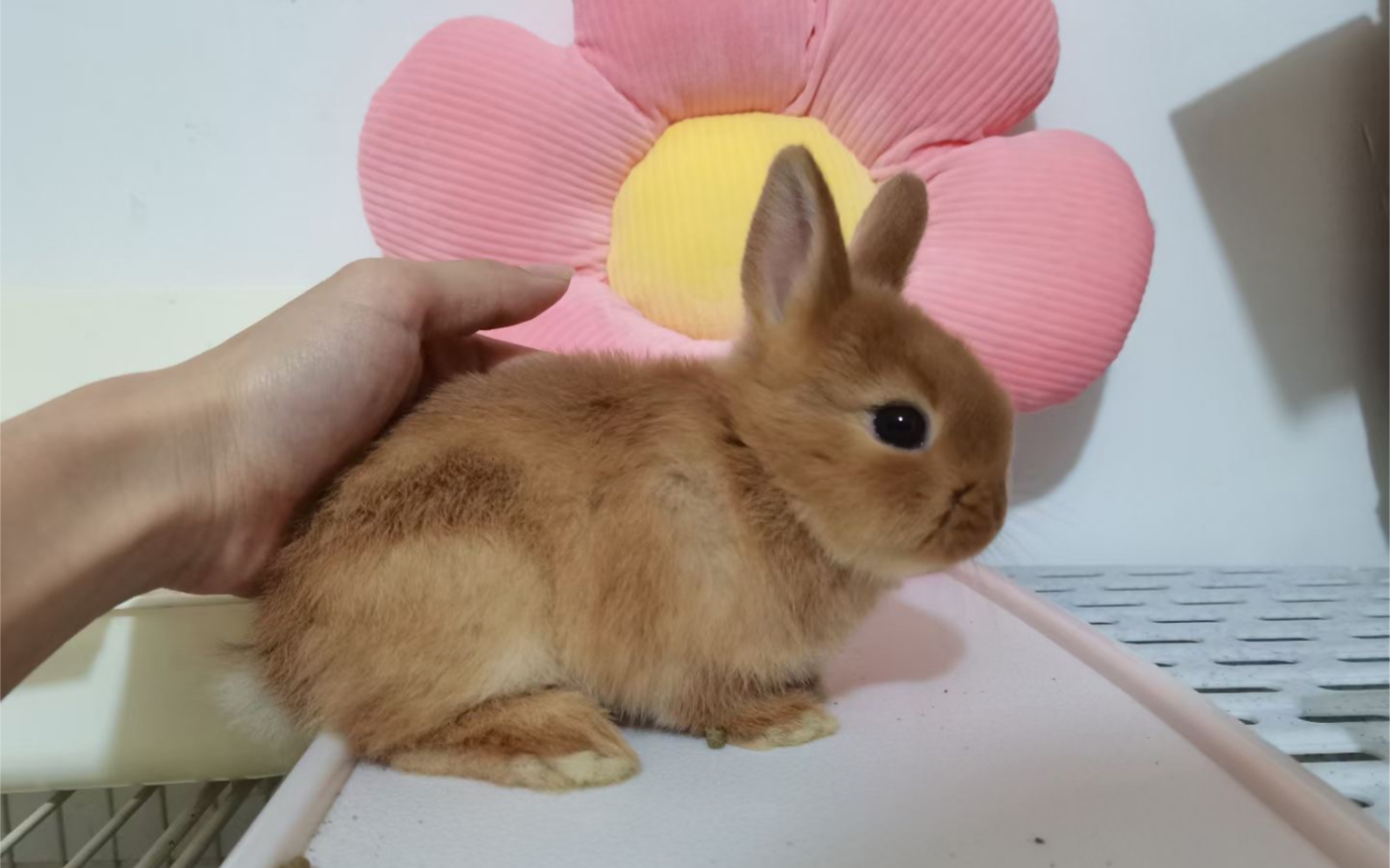 侏儒兔我也是即将拥有软萌兔兔的人啦