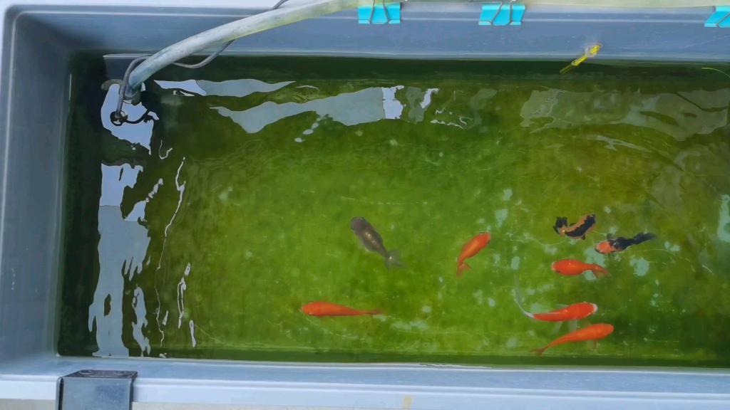 12天无人照顾的周转箱滴滤兰寿缸