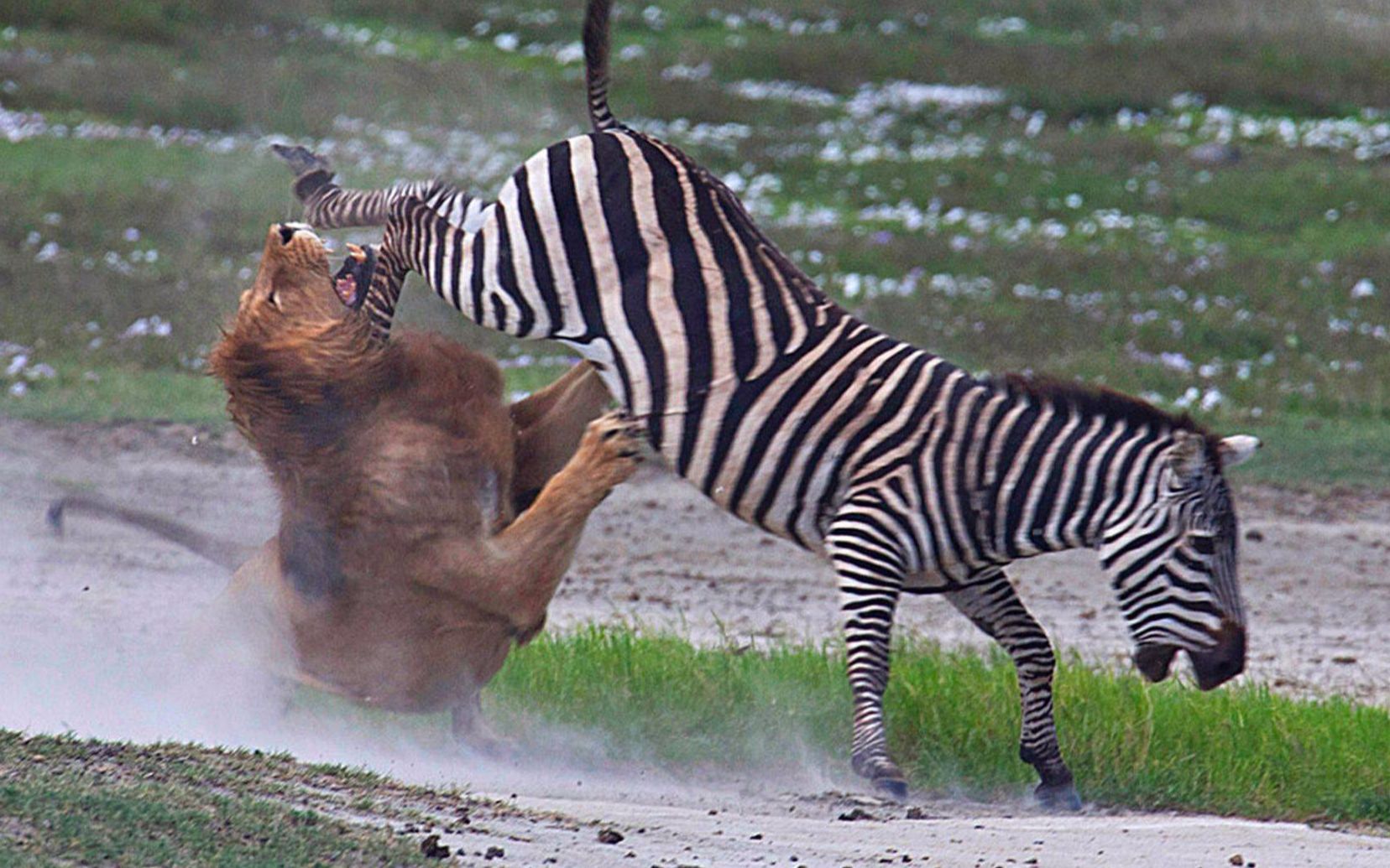 一只狮子正在追赶斑马,眼看着就要被追上了,斑马一脚把狮子踢晕!