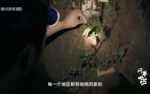 Download Video: 夜幕下的热带雨林比起白天仿佛更加生机勃勃，问界山河带你去看不一样的夜间雨林。