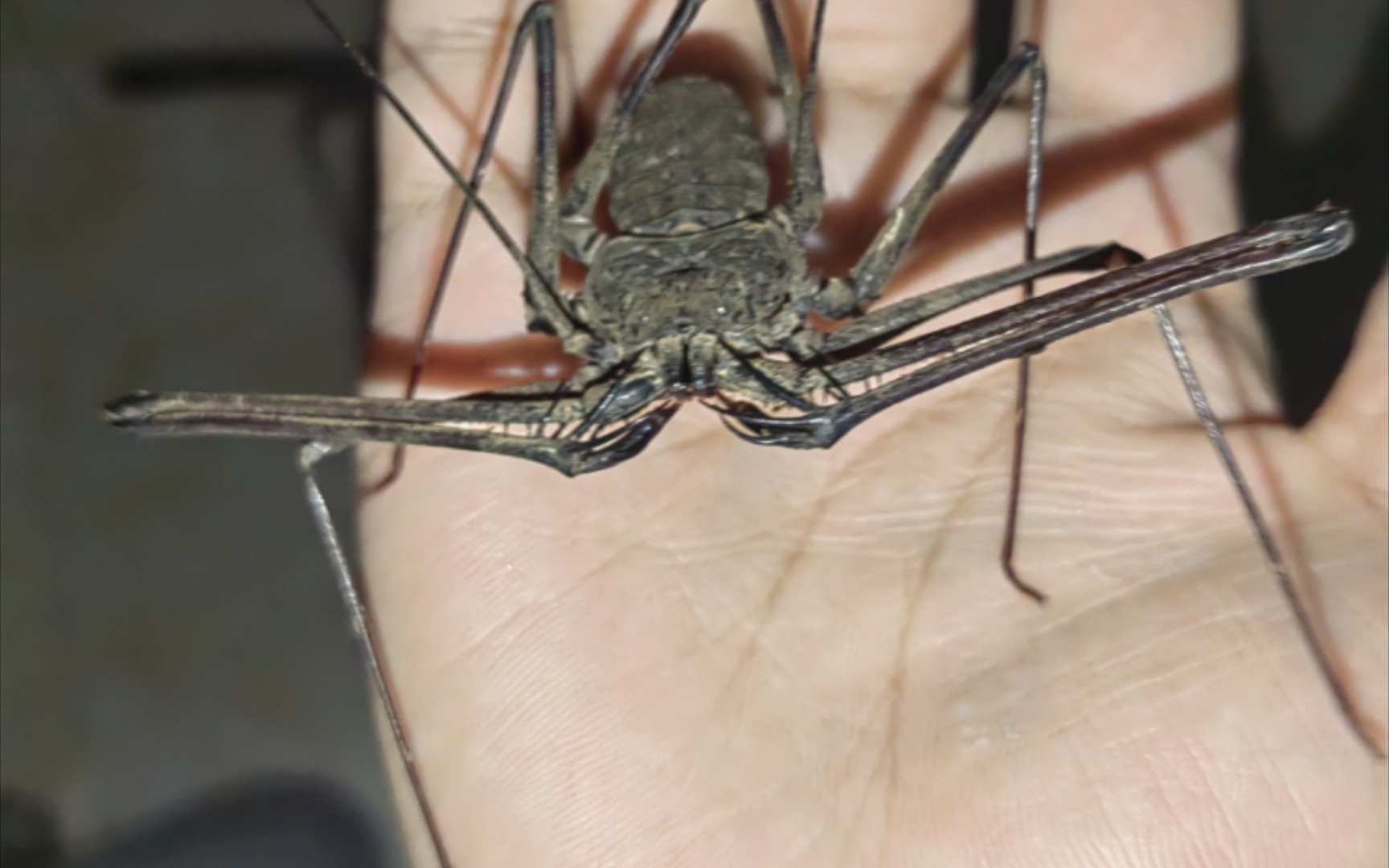 鬼鞭蛛捕食蟑螂