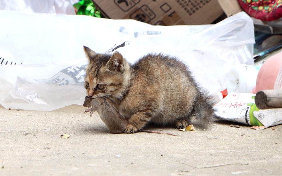 [图]小奶猫第一次吃老鼠，这表现太疯狂