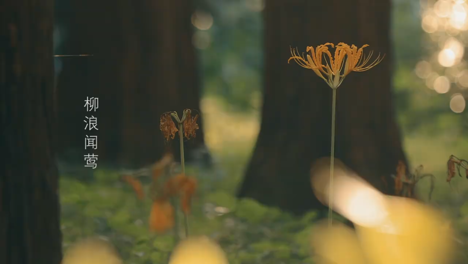 [图]看看，这杭州不但景是一绝，名字都是别有一番诗意在心头