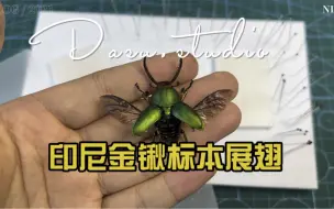 Descargar video: 【大苏标本篇】印尼金锹标本制作展翅