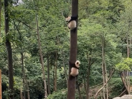 【冉冉的两个引种宝宝:在碧峰峡,特别能爬树,看得人脚底发麻,犯恐高症.野爹大约练过“铁人三项”】哔哩哔哩bilibili