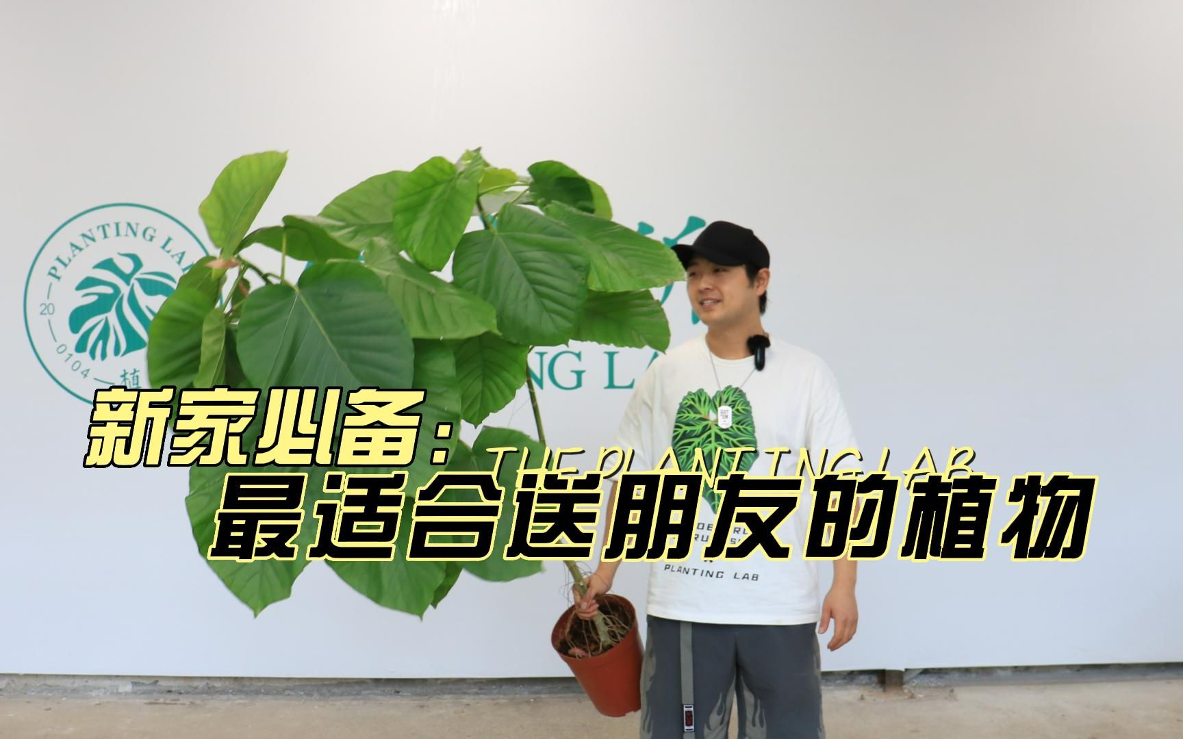 新家必备 | 最适合送朋友的植物哔哩哔哩bilibili