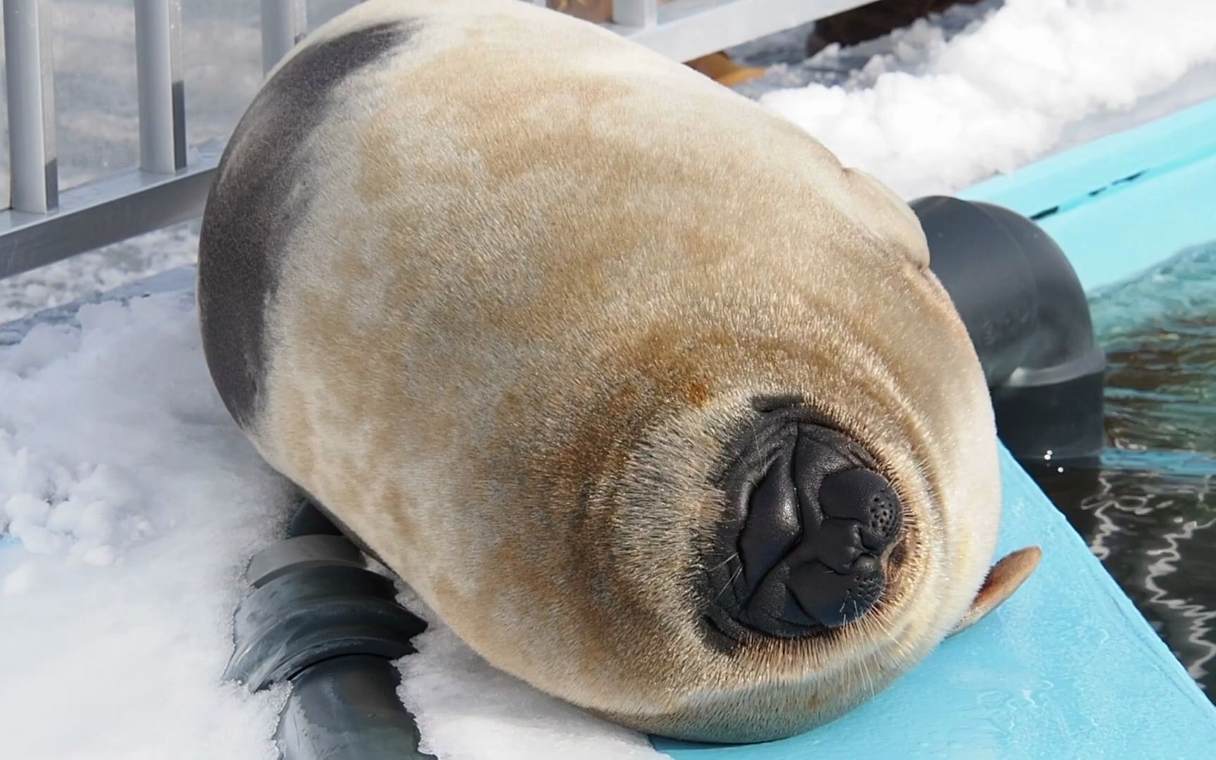 海豹乐园 睡午觉的海豹
