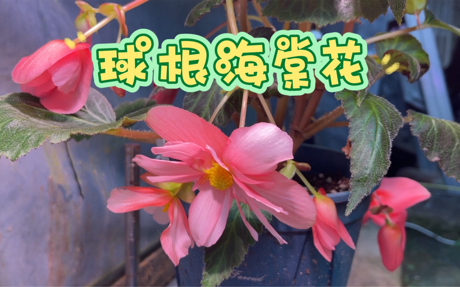 [图]历时两年半，从种植到开花，球根海棠花种植全过程