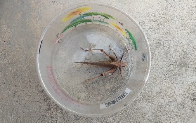 好大的一只蚂蚱,像枯叶一样的色调