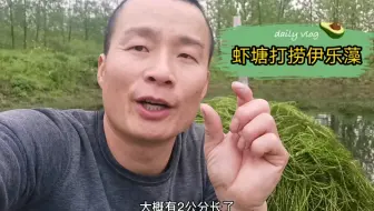 阿金养小龙虾种苦草 高低温四季水草 沉水植物还便于管理 哔哩哔哩 Bilibili