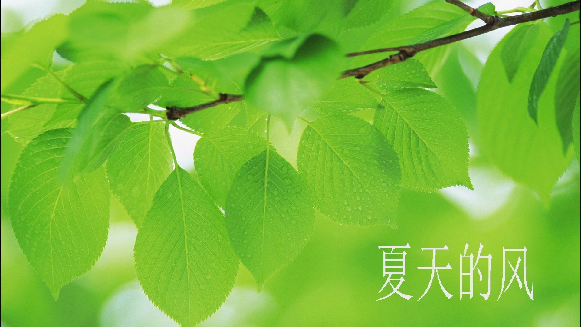 半音阶口琴夏天的风这么热的夏天不来听首清凉的曲子么