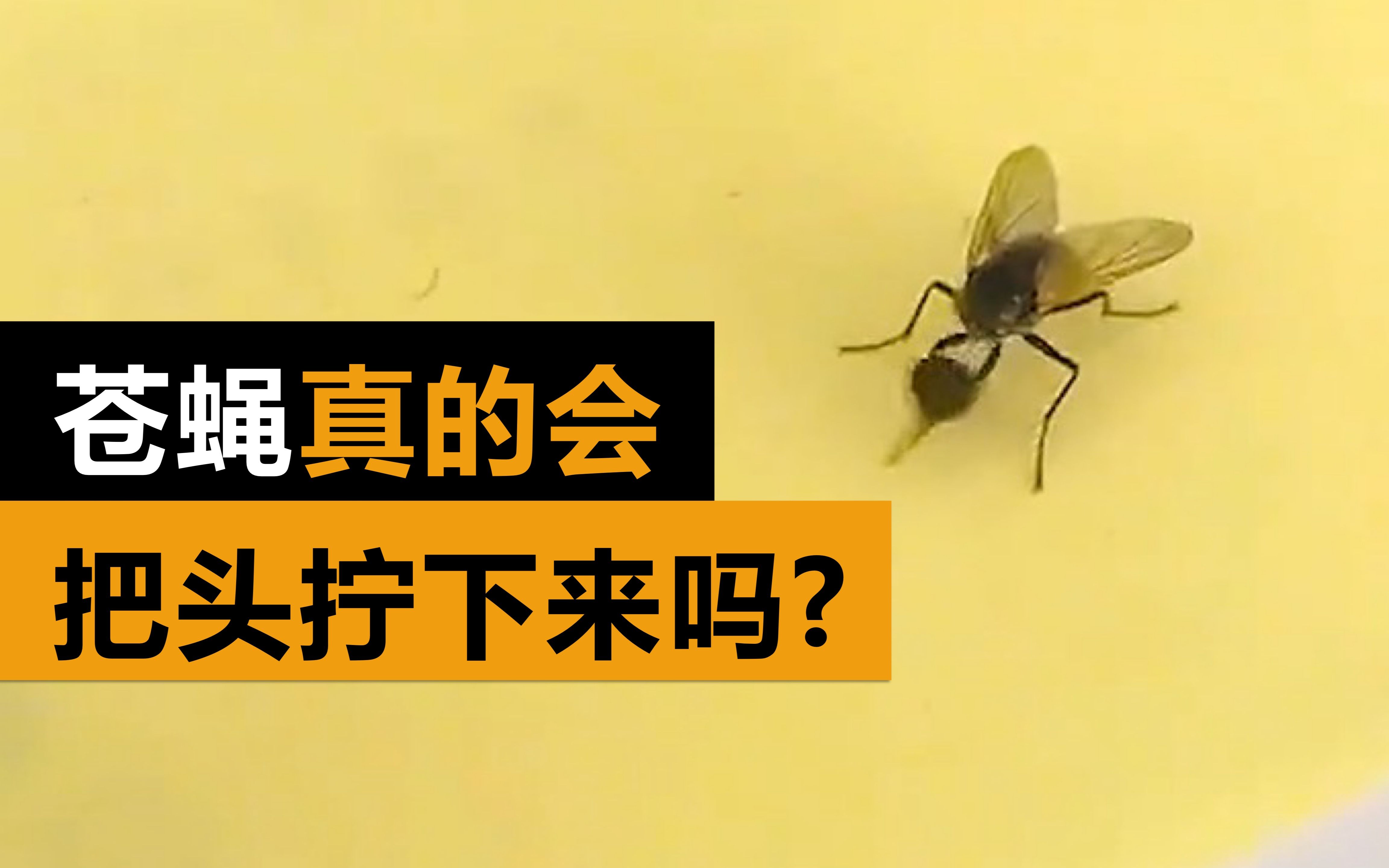 [图]苍蝇真的会把头拧下来吗？我用一万个苍蝇蛹做了独一无二的实验！