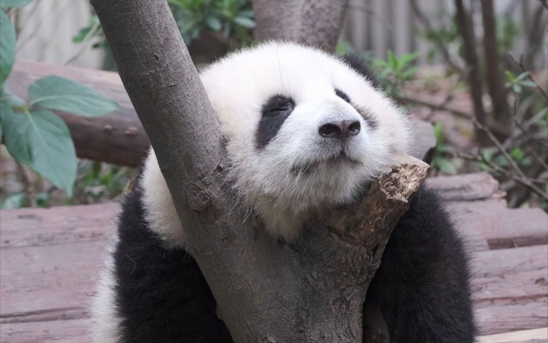 动物的花衣裳熊猫图片