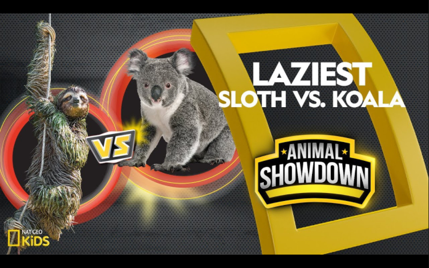 Nat Geo Kids | 一决胜负6/6 Sloth vs. Koala :Battle for the Laziest哔哩哔哩bilibili