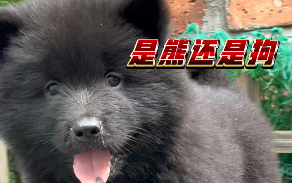 黑熊精 田园田园犬像熊一样的黑狗子
