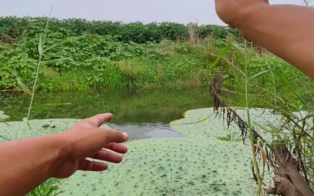 [图]芦苇荡里找到一条能鲫鱼连竿的小河！