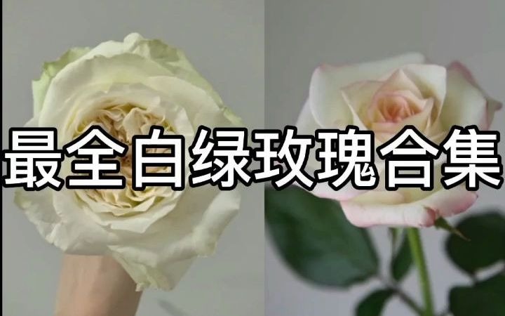 花材认识|白绿色系玫瑰合集来啦!开来看看你都认识哪些呢?哔哩哔哩bilibili