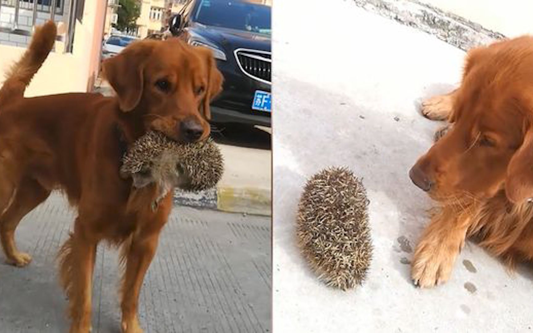狗狗叼刺猬跟主人炫耀,表情痛苦连续数次咬起放下,下秒主人看懵