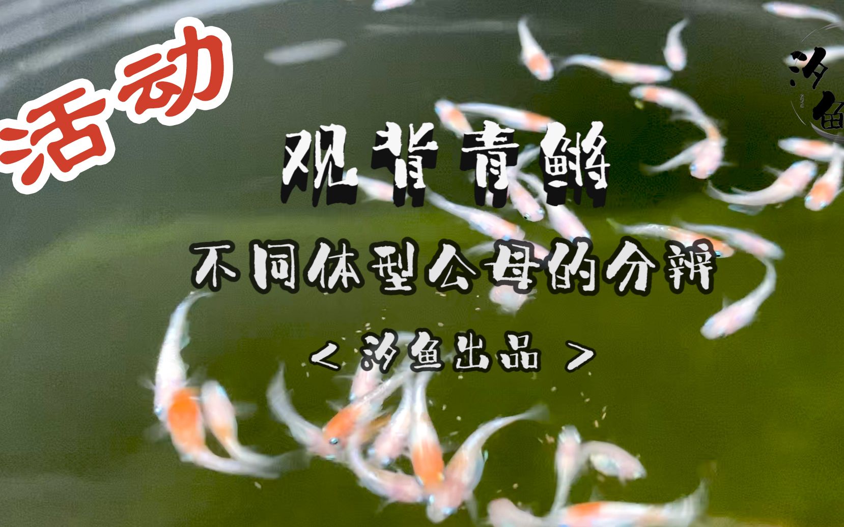 【观背青鳉】不同体型的公母分辨  汐鱼出品>一定要看到最后哦,因为有