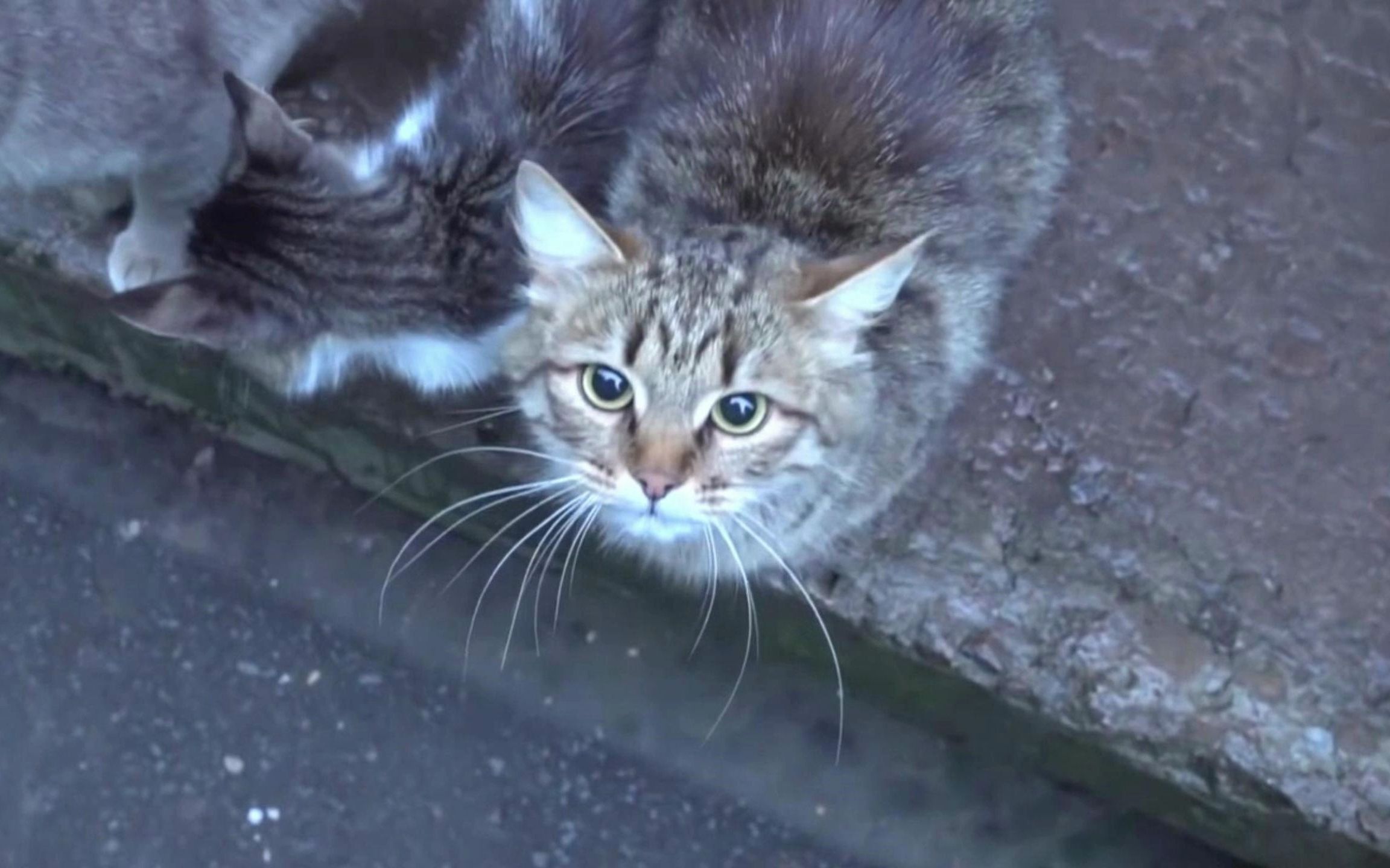 [图]可爱的小猫咪在路边等我