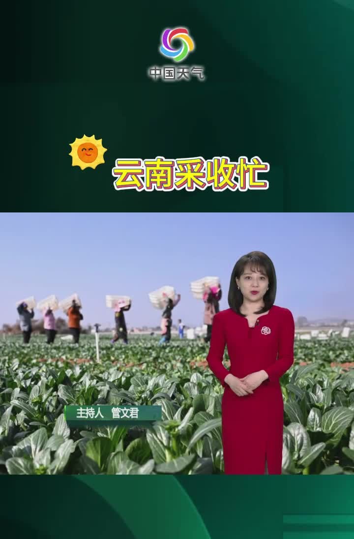 云南景洪 蔬菜采收忙哔哩哔哩bilibili