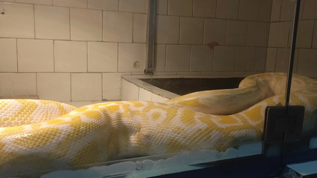 2020年疫情初解封在郑州动物园拍黄金蟒